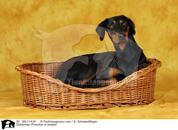 Dobermann im Krbchen / Doberman Pinscher in basket / SS-11434