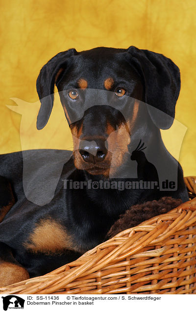 Doberman Pinscher in basket / SS-11436