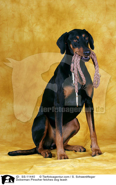Doberman Pinscher fetches dog leash / SS-11440