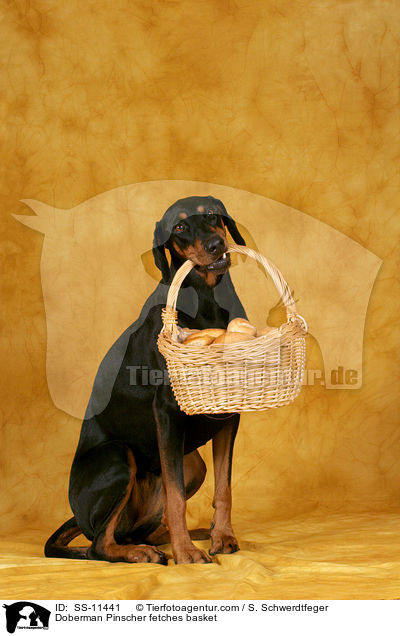 Dobermann apportiert Brtchenkorb / Doberman Pinscher fetches basket / SS-11441