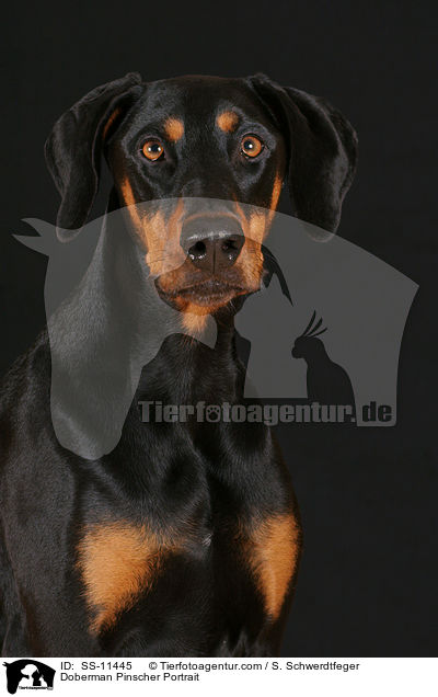 Dobermann Portrait / Doberman Pinscher Portrait / SS-11445