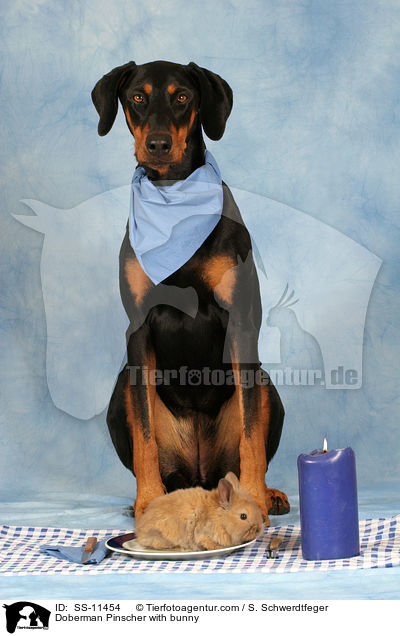 Dobermann mit Kaninchen / Doberman Pinscher with bunny / SS-11454