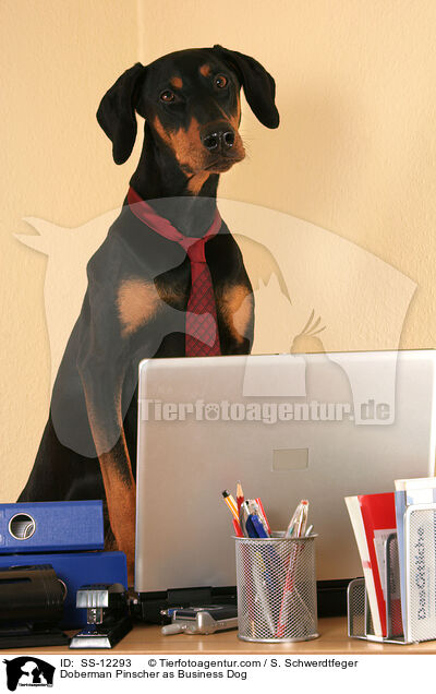 Dobermann als Business Dog / Doberman Pinscher as Business Dog / SS-12293
