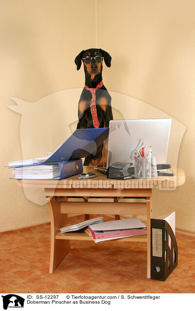 Dobermann als Business Dog / Doberman Pinscher as Business Dog / SS-12297