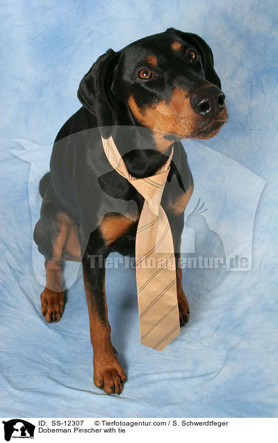 Dobermann mit Krawatte / Doberman Pinscher with tie / SS-12307