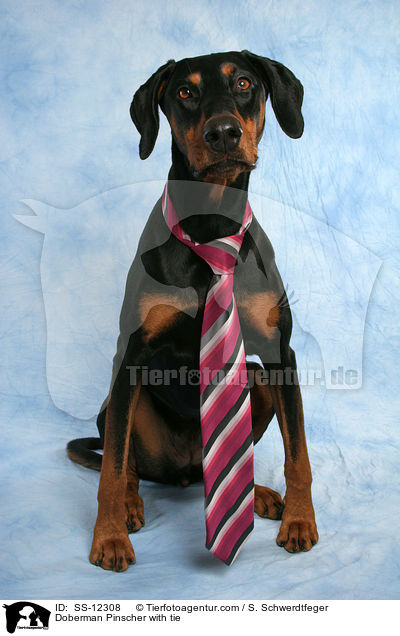 Dobermann mit Krawatte / Doberman Pinscher with tie / SS-12308