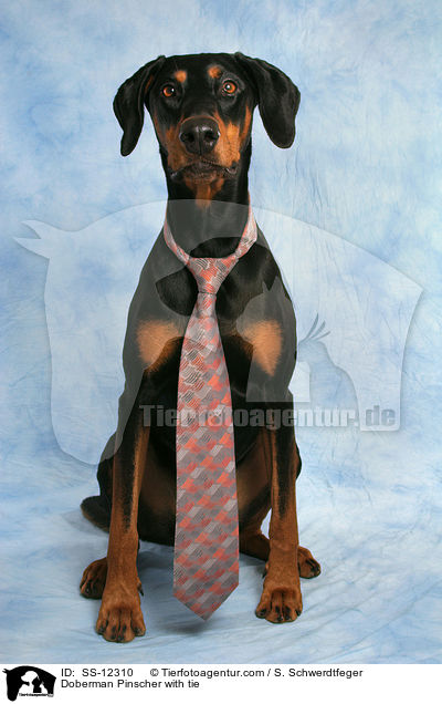 Dobermann mit Krawatte / Doberman Pinscher with tie / SS-12310