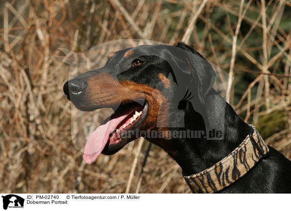 Dobermann Portrait / Doberman Portrait / PM-02740