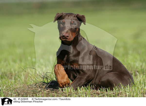 sitting Doberman Pinscher / IF-02905