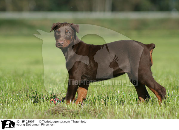 junger Dobermann / young Doberman Pinscher / IF-02907