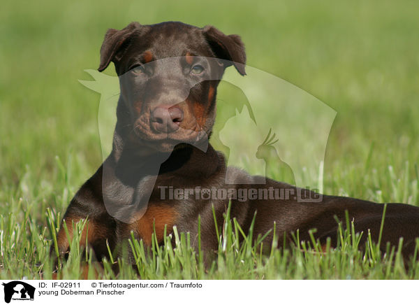 junger Dobermann / young Doberman Pinscher / IF-02911