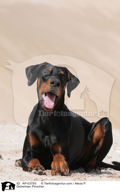 Dobermann / Doberman Pinscher / AP-03793