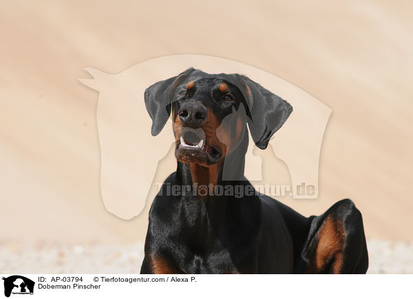 Dobermann / Doberman Pinscher / AP-03794