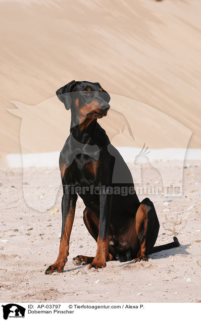 Dobermann / Doberman Pinscher / AP-03797