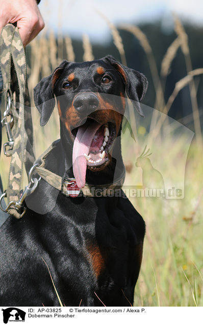 Dobermann / Doberman Pinscher / AP-03825