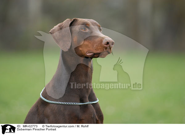 Dobermann Portrait / Doberman Pinscher Portrait / MR-02773
