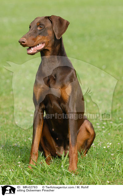 sitzender Dobermann / sitting Doberman Pinscher / MR-02783
