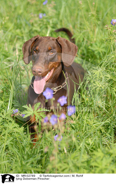 liegender Dobermann / lying Doberman Pinscher / MR-02789