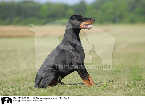 sitzender Dobermann / sitting Doberman Pinscher / MR-02799