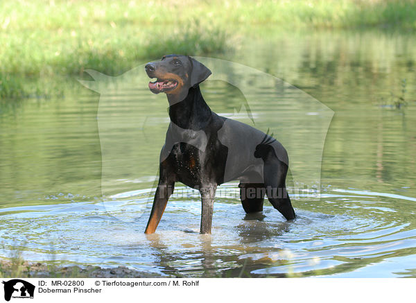 Dobermann / Doberman Pinscher / MR-02800
