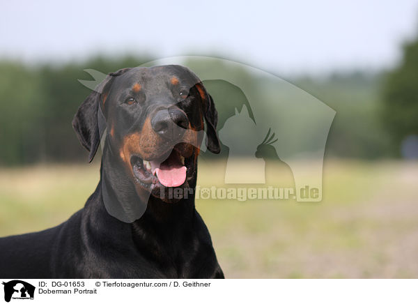 Dobermann Portrait / Doberman Portrait / DG-01653