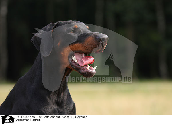 Dobermann Portrait / Doberman Portrait / DG-01656