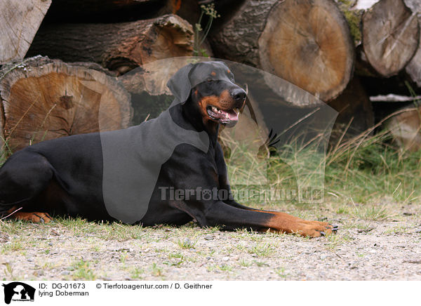 liegender Dobermann / lying Doberman / DG-01673