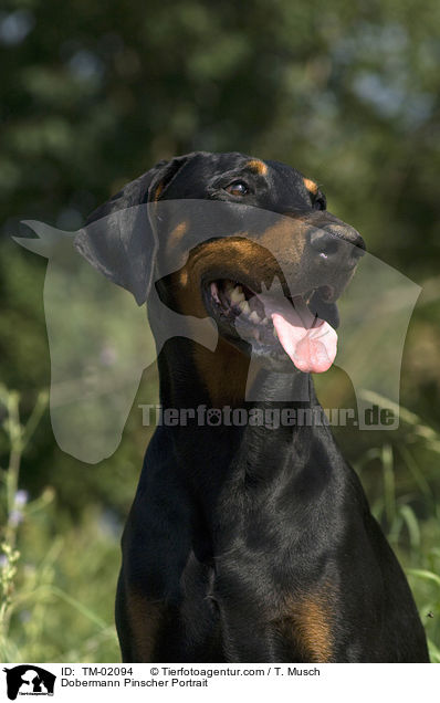 Dobermann Portrait / Dobermann Pinscher Portrait / TM-02094