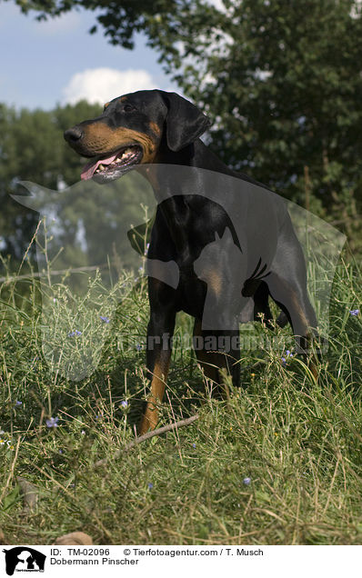 Dobermann / Dobermann Pinscher / TM-02096