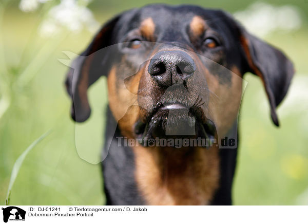 Dobermann Portrait / Doberman Pinscher Portrait / DJ-01241