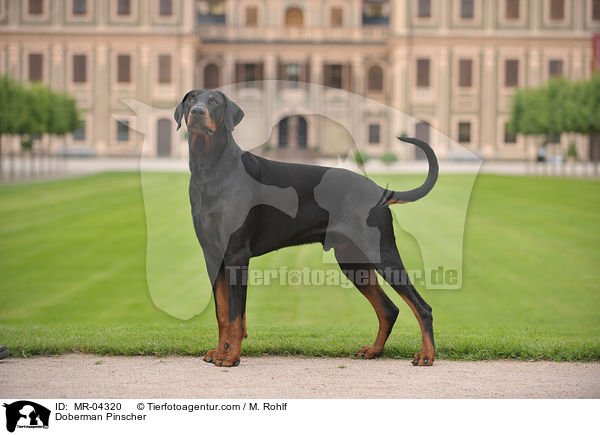 Dobermann / Doberman Pinscher / MR-04320