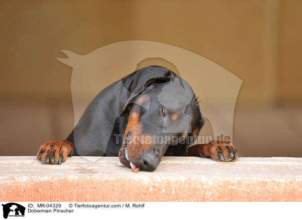 Dobermann / Doberman Pinscher / MR-04329