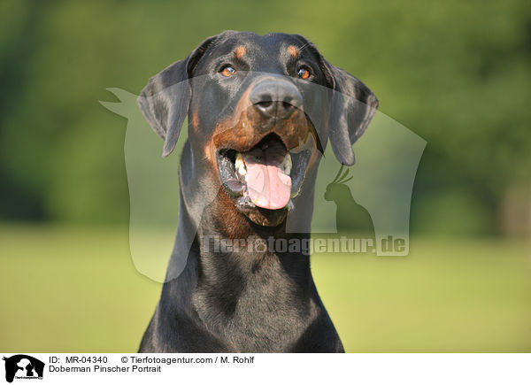 Dobermann Portrtait / Doberman Pinscher Portrait / MR-04340