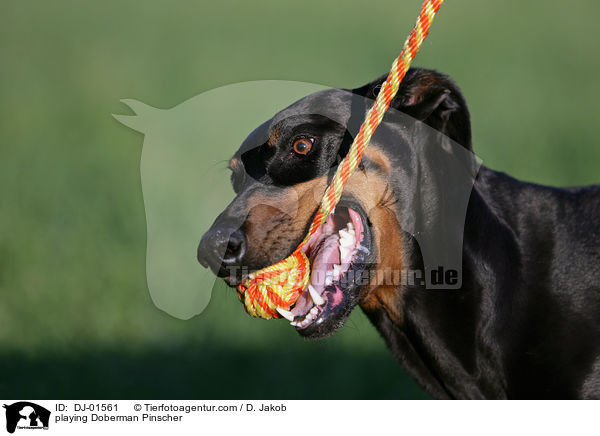 spielender Dobermann / playing Doberman Pinscher / DJ-01561