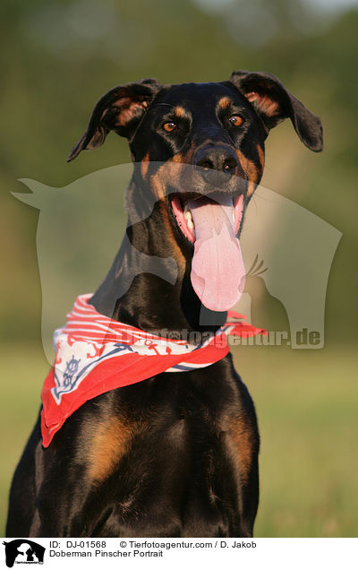 Dobermann Portrait / Doberman Pinscher Portrait / DJ-01568