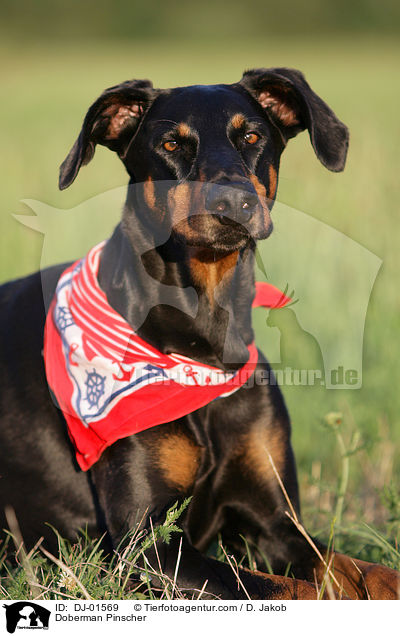 Dobermann / Doberman Pinscher / DJ-01569
