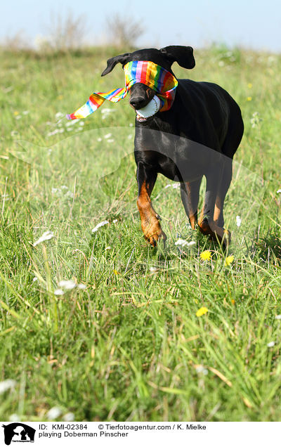 spielender Dobermann / playing Doberman Pinscher / KMI-02384