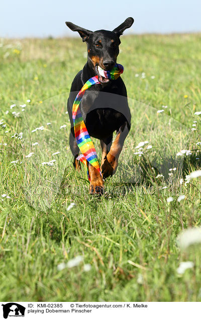 spielender Dobermann / playing Doberman Pinscher / KMI-02385