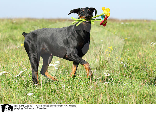spielender Dobermann / playing Doberman Pinscher / KMI-02389