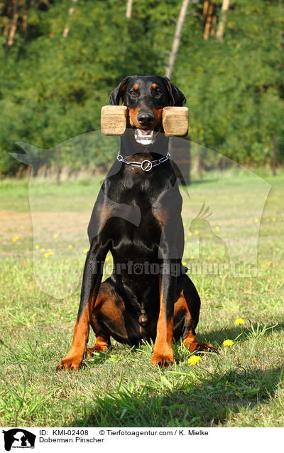 Dobermann / Doberman Pinscher / KMI-02408
