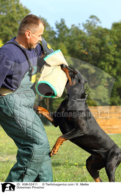 Doberman Pinscher / KMI-02411