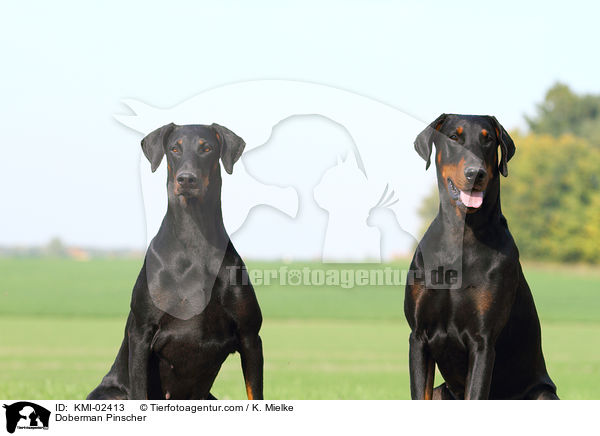 Dobermann / Doberman Pinscher / KMI-02413