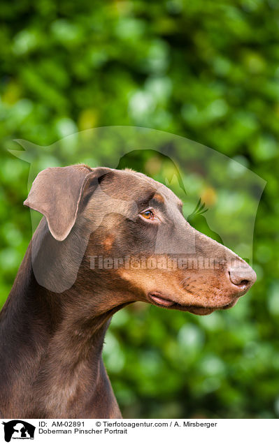 Dobermann Portrait / Doberman Pinscher Portrait / AM-02891