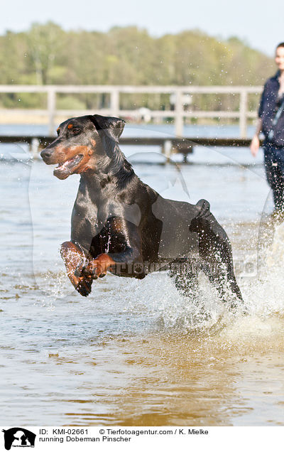 rennender Dobermann / running Doberman Pinscher / KMI-02661