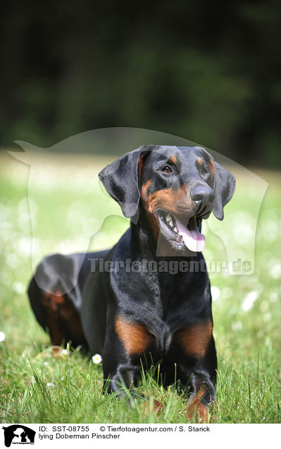 liegender Dobermann / lying Doberman Pinscher / SST-08755