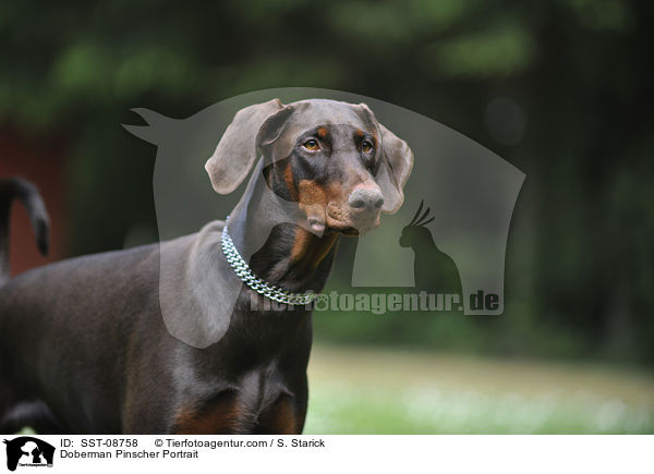 Dobermann Portrait / Doberman Pinscher Portrait / SST-08758