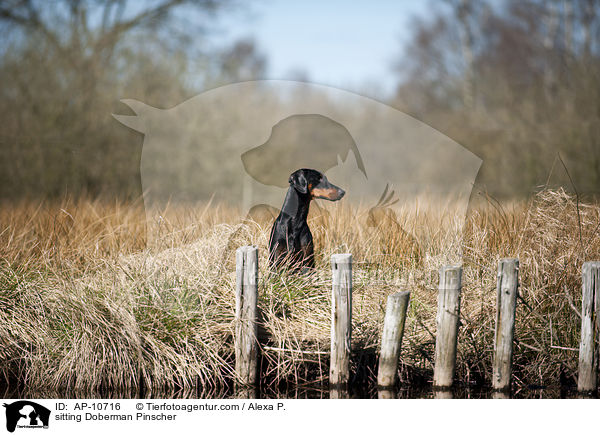 sitzender Dobermann / sitting Doberman Pinscher / AP-10716