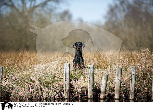 sitzender Dobermann / sitting Doberman Pinscher / AP-10717