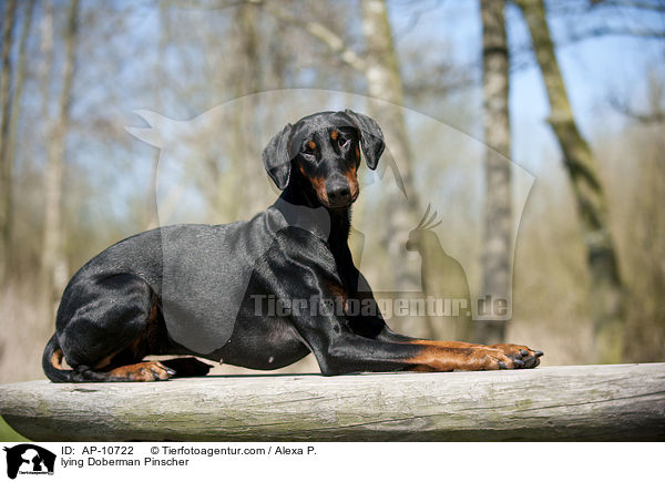 liegender Dobermann / lying Doberman Pinscher / AP-10722