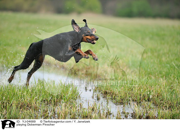 spielender Dobermann / playing Doberman Pinscher / YJ-04689